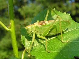 Attēlu rezultāti vaicājumam “Tettigonia cantans”