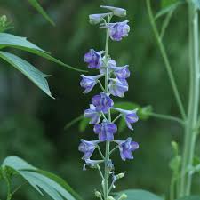 Image result for Delphinium