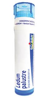 Attēlu rezultāti vaicājumam “Ledum palustre fruit”