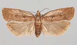 Attēlu rezultāti vaicājumam “Epinotia sordidana”