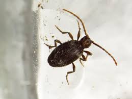 Attēlu rezultāti vaicājumam “Ptinus sp. male”