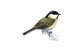 Attēlu rezultāti vaicājumam “Poecile palustris adult”