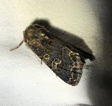 Attēlu rezultāti vaicājumam “Tholera cespitis”