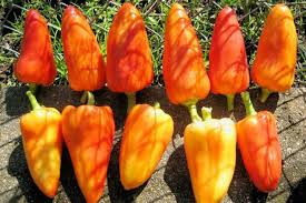 Afbeeldingsresultaat voor Szegedi 80 hot pepper