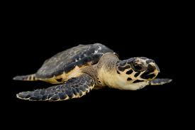 Image result for Eretmochelys imbricata