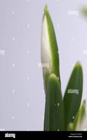 Attēlu rezultāti vaicājumam “Galanthus nivalis bud”