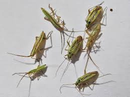 Attēlu rezultāti vaicājumam “Stenotus binotatus”