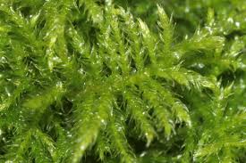 Attēlu rezultāti vaicājumam “Sciuro-hypnum reflexum”