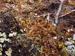 Attēlu rezultāti vaicājumam “Odontoschisma denudatum cells”