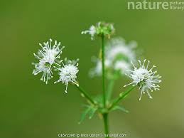 Attēlu rezultāti vaicājumam “Sanicula europaea bud”