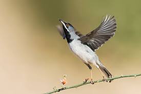 Image result for Sylvia rueppelli