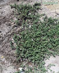 Attēlu rezultāti vaicājumam “Polygonum arenastrum”