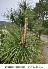 Attēlu rezultāti vaicājumam “Pinus strobus fruit”