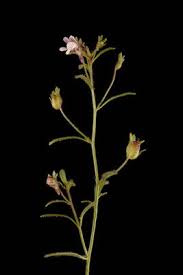 Attēlu rezultāti vaicājumam “Microrrhinum minus flower”