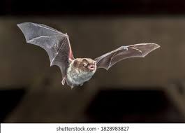 Attēlu rezultāti vaicājumam “Myotis daubentonii”