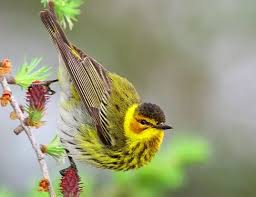 Image result for Dendroica tigrina