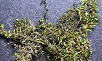 Attēlu rezultāti vaicājumam “Plagiothecium cavifolium”