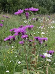 Attēlu rezultāti vaicājumam “Centaurea phrygia”