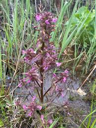 Attēlu rezultāti vaicājumam “Pedicularis palustris flower”