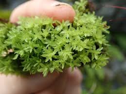 Attēlu rezultāti vaicājumam “Encalypta”