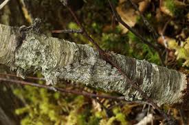 Attēlu rezultāti vaicājumam “Acalitus longisetosus”