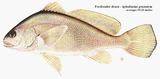 Image result for Aplodinotus grunniens
