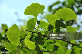 Attēlu rezultāti vaicājumam “Ginkgo biloba leaf”