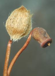 Attēlu rezultāti vaicājumam “Cirriphyllum piliferum sporophyte”