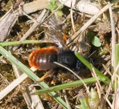 Attēlu rezultāti vaicājumam “Osmia bicolor”
