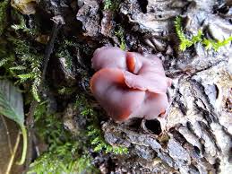 Attēlu rezultāti vaicājumam “Ascocoryne cylichnium”