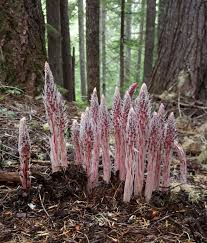 Attēlu rezultāti vaicājumam “Comatricha alta stalked”