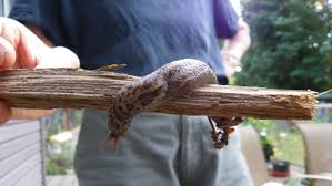 Attēlu rezultāti vaicājumam “Limax maximus”