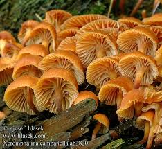 Attēlu rezultāti vaicājumam “Xeromphalina campanella”