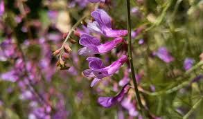 Attēlu rezultāti vaicājumam “Vicia tenuifolia flower”