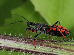 Attēlu rezultāti vaicājumam “Rhynocoris annulatus”