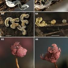 Attēlu rezultāti vaicājumam “Physarum decipiens”