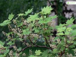 Attēlu rezultāti vaicājumam “Ribes alpinum leaf”