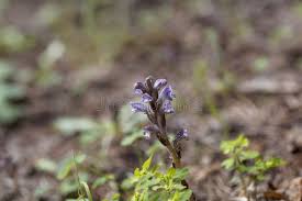 Attēlu rezultāti vaicājumam “Orobanche coerulescens flower”