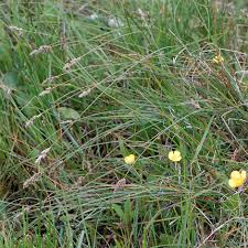 Attēlu rezultāti vaicājumam “Carex diandra”
