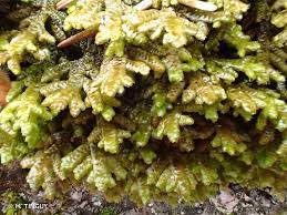 Attēlu rezultāti vaicājumam “Porella platyphylla”