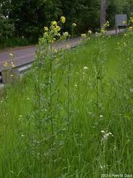 Attēlu rezultāti vaicājumam “Sisymbrium loeselii flower”