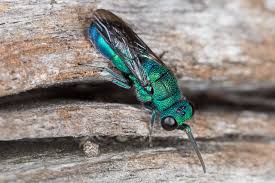 Attēlu rezultāti vaicājumam “Chrysididae”