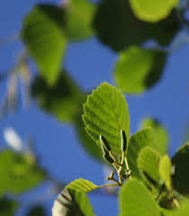 Attēlu rezultāti vaicājumam “Alnus incana leaf”