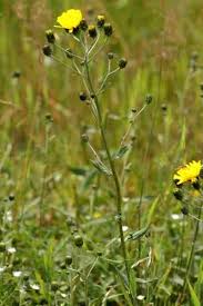Attēlu rezultāti vaicājumam “Hieracium umbellatum”