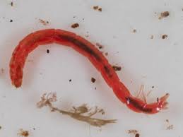 Attēlu rezultāti vaicājumam “Chironomidae larvae”