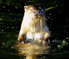 Attēlu rezultāti vaicājumam “Lutra lutra”