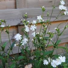Attēlu rezultāti vaicājumam “Silene latifolia subsp. alba”