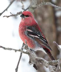 Attēlu rezultāti vaicājumam “Pinicola enucleator adult”