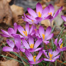 Attēlu rezultāti vaicājumam “Crocus”