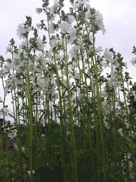 Image result for Polemonium coeruleum album